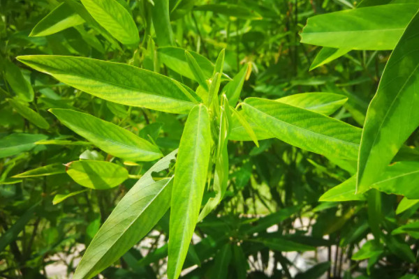 世上最稀奇的植物排名_图片